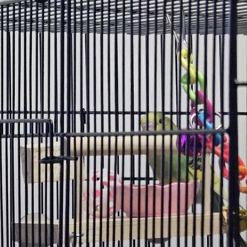 Finest Exotic Birds - First day with Marty McFly from Finest Exotic Birds! - Bird Shops Near Me - Sacramento, California Finest Exotic Birds - First day with Marty McFly from Finest Exotic Birds! - Bird Shops Near Me - Sacramento, California