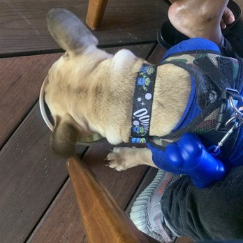 Madison - Dog friendly - Italian Near Me - San Diego, California