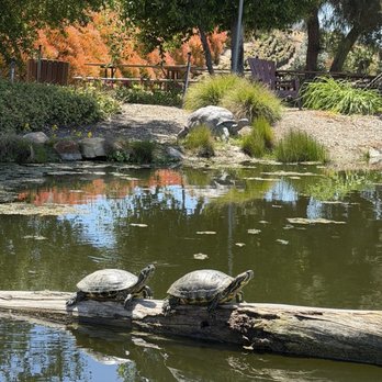 Waterwise Botanicals - Turtles - Nurseries & Gardening Near Me - Bonsall, California
