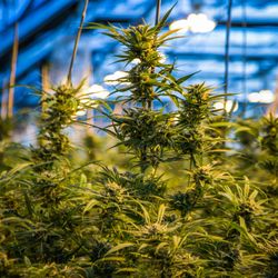 CANOPI Cannabis Dispensaries
