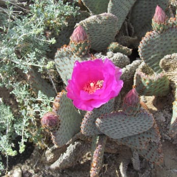 Black Mountain Trail - A prickly bear blooming. - Hiking Near Me - Henderson, Nevada Black Mountain Trail - A prickly bear blooming. - Hiking Near Me - Henderson, Nevada