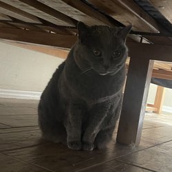 Creature Comforts Pet sitting - Miss Fanny