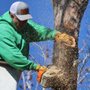 Photo of Better Tree Services