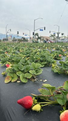 Family Farms by null