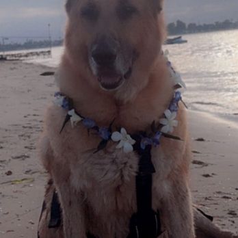 Color Story Florals - Hand made Lei , Beautiful German Shepard - Florists Near Me - Vista, California Color Story Florals - Hand made Lei , Beautiful German Shepard - Florists Near Me - Vista, California