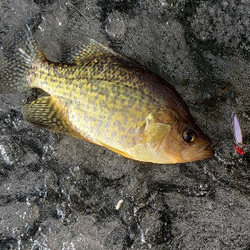 Zah's Bait & Tackle
