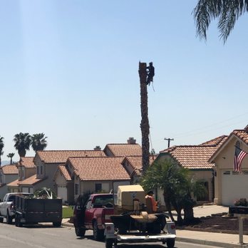 Green Terra - a man climbing a tree in a residential area - Gardeners Near Me