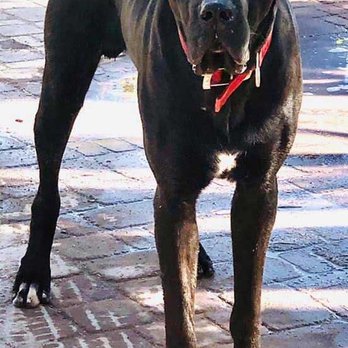 Bewarewolf Kennels - Pet Breeders Near Me - Mesa, Arizona