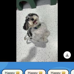 Rocky's day at Wags 2 Whiskers