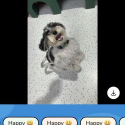 Wags 2 Whiskers - Rocky's day at Wags 2 Whiskers