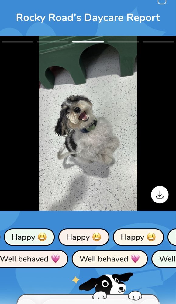 Wags 2 Whiskers - pet boarding facility in Culver City, CA