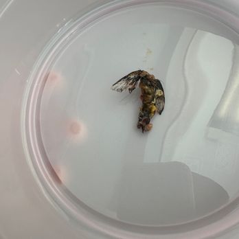 Little Beet - Huge bug in my food that I pulled out. - Vegetarian Near Me - New York, New York