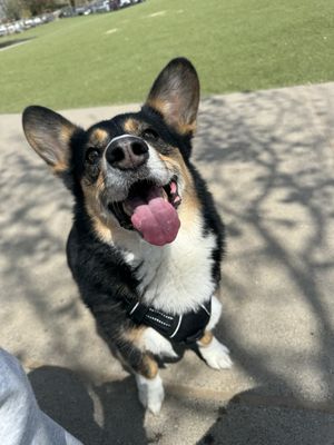 Reed Street Dog Park by null
