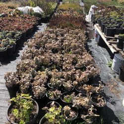 Sanchez Nursery