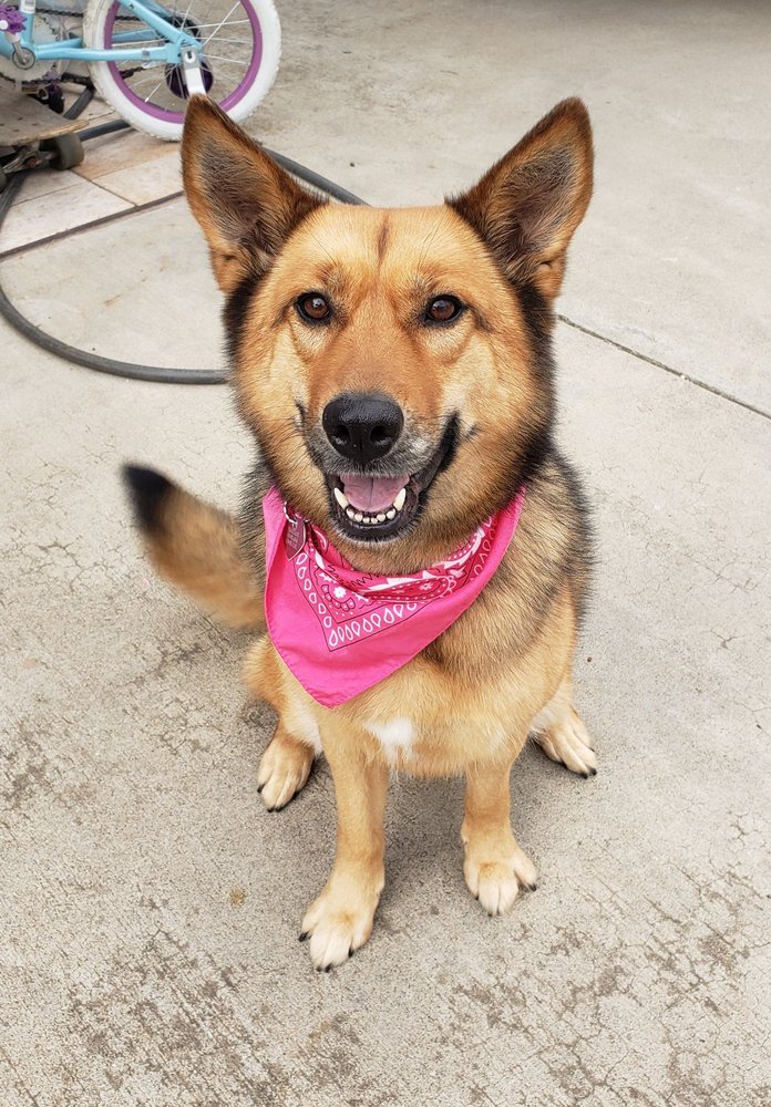 COLD NOSE PET SALON 20 Photos & 46 Reviews Pet Groomers 754 S