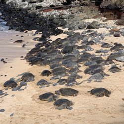 Maui Activities Store - Turtles turtles turtles