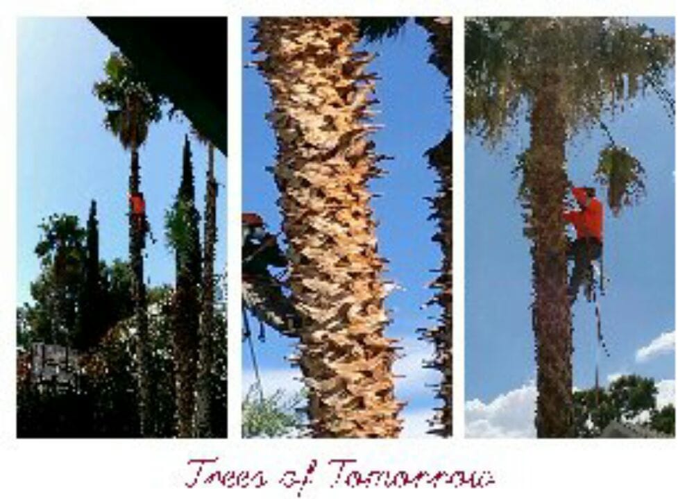 Trees of Tomorrow Trimming Services - tree service in Las Vegas, NV