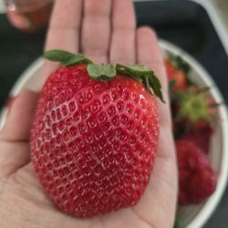 Porter Farms & Nursery