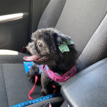 Pet Palace Grooming Salon - Pet Groomers Near Me - Chicago, Illinois