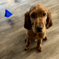 Invisible Fence Brand - Young dog being trained to use Invisible Fence® in West Michigan