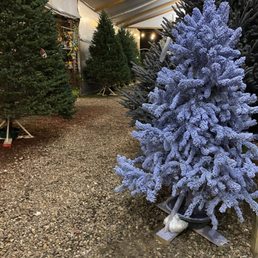 Christmas trees Christmas trees