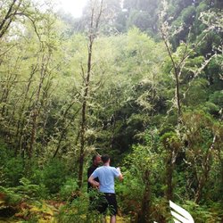 Azores 38ºN - White Florest - Geologic Tour