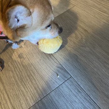 The Seattle Barkery - Woogles says: "Are you sure I can't shove this whole thing in my mouth at once mom?" - Pet Services Near Me - Seattle, Washington