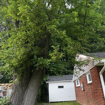 Luna Tree & Landscape Service - Before - Tree Services Near Me - Orange, Virginia Luna Tree & Landscape Service - Before - Tree Services Near Me - Orange, Virginia