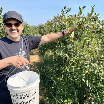 Mountainview Blueberry Farm - My hubs having a good time picking. Can't believe we waited this long to try blueberry picking! - Pick Your Own Farms Near Me - Snohomish, Washington