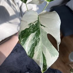 Chica Plant Shop - Monstera Albo