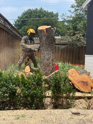 TREE REMOVAL SERVICES - Feel free to reach out and request an estimate today!
