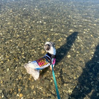 Constitution Beach - A small dog with a harness and colorful shirt stands in clear, shallow water on a rocky beach, with a shadow cast on the water. - Parks Near Me - Boston, Massachusetts