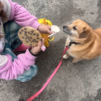 Liberty Lattes - my dog eating his pup cup in the beautiful yummy cookies - Coffee & Tea Near Me - Anchorage, Alaska Liberty Lattes - my dog eating his pup cup in the beautiful yummy cookies - Coffee & Tea Near Me - Anchorage, Alaska