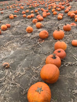 Hank's Pumpkintown by null