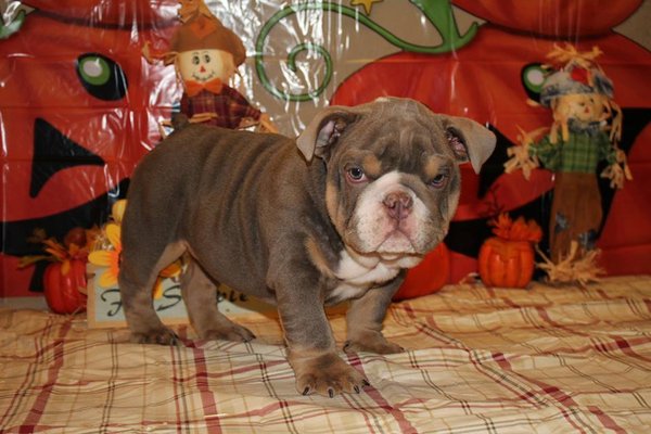 $200 english bulldog puppies