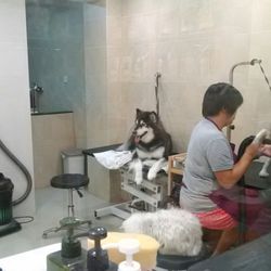 Dog Island - The grooming room viewed through glass wall