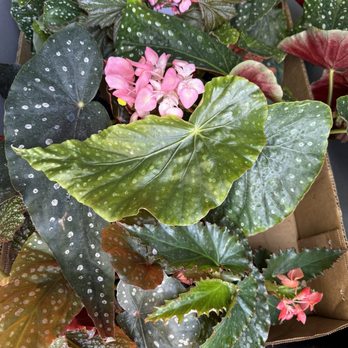 Steve's Leaves - My haul - Nurseries & Gardening Near Me Steve's Leaves - My haul - Nurseries & Gardening Near Me