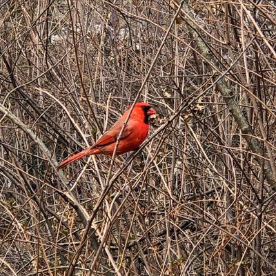 Hallett Nature Sanctuary by null