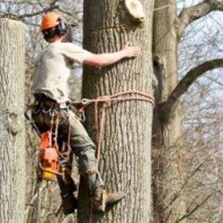 Manor Tree Service - Tree Service