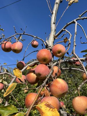 Shelburne Farm by null
