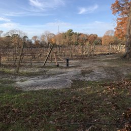Beautiful vineyard in Sayville! Beautiful vineyard in Sayville!