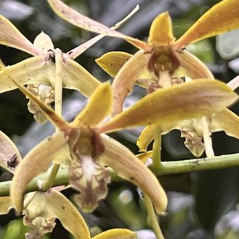 Eureka Springs Park - Orchid - Parks Near Me - Tampa, Florida Eureka Springs Park - Orchid - Parks Near Me - Tampa, Florida