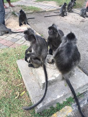 Malawati Hill بوكيت ملاوتي by null