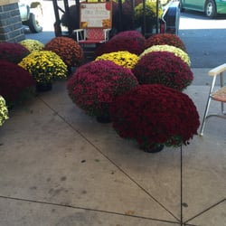 Huge mums on sale today!! $10