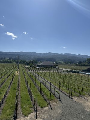 Whitehall Lane Winery by null
