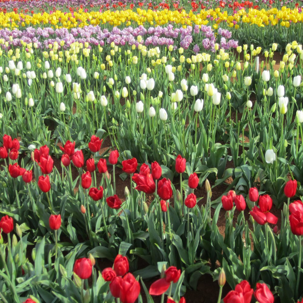 Tulip Farm - Festivals Near Me - Silvan, VIC