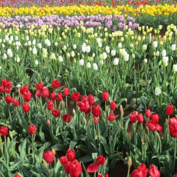 Tulip Farm - Festivals Near Me - Silvan, VIC