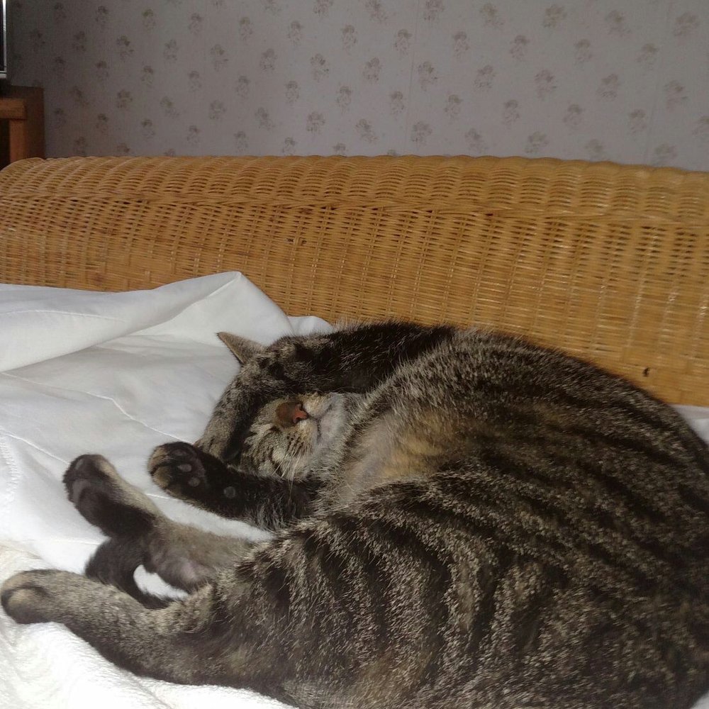 For Cats Only - Pet Sitting Near Me - Chardon, Ohio