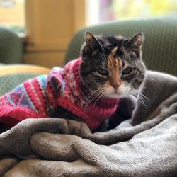 Powell Veterinary Center At Westmoreland