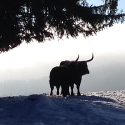 Haus zur Wildnis